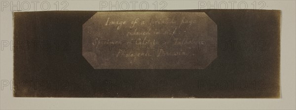 Specimen of Calotype of Talbotype, Photogenic Drawing [label], c. 1840/41. Creator: William Henry Fox Talbot.