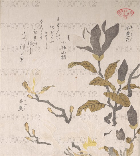 Magnolia Flowers, 19th century. Creator: Kubo Shunman.