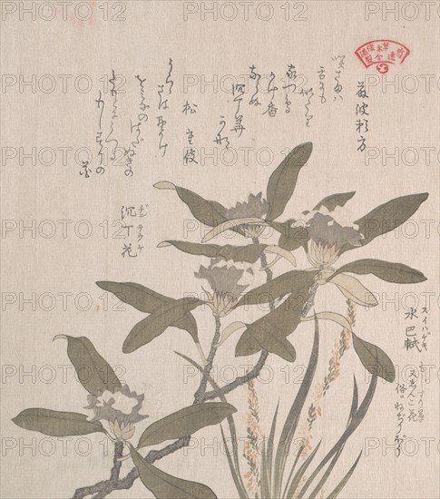 Daphne odora and Mojisuri-so, 19th century. Creator: Kubo Shunman.