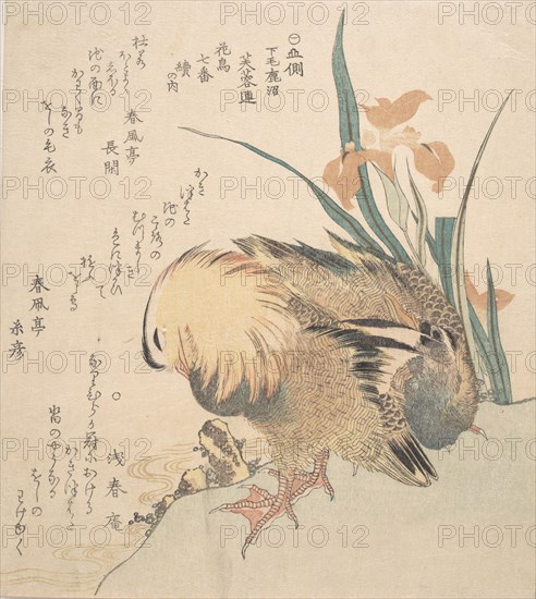 Pair of Mandarin Ducks and Iris Flowers, late 18th-early 19th century. Creator: Kubo Shunman.