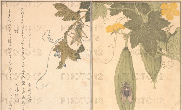 Grasshopper (Kirigirisu); Cicada (Semi)..., 1788. Creator: Kitagawa Utamaro.
