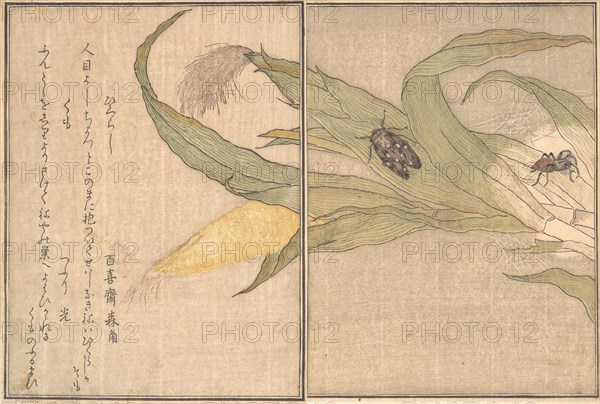 Evening Cicada, Higurashi; Spider, Kumo..., 1788. Creator: Kitagawa Utamaro.