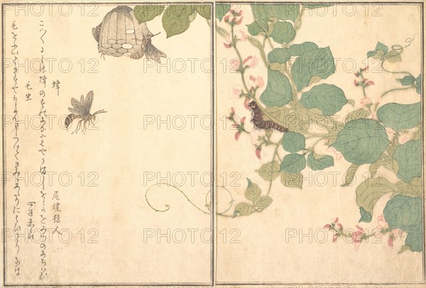 Paper Wasp (Hachi); Hairy Caterpillar (Kemushi)..., 1788. Creator: Kitagawa Utamaro.