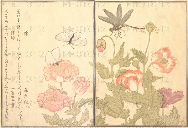 Butterfly (Cho); Dragonfly (Kagero or Tonbo), 1788. Creator: Kitagawa Utamaro.