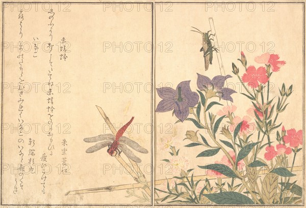 Red Dragonfly (Akatonbo); Locust (Inago)..., 1788. Creator: Kitagawa Utamaro.