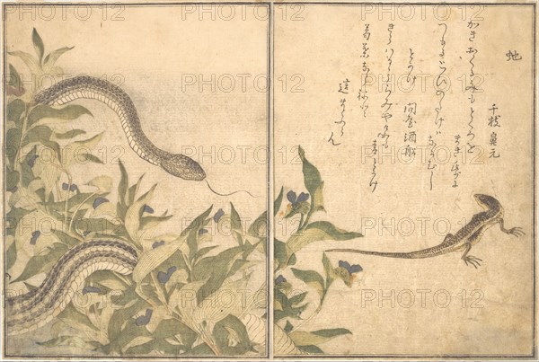 Rat Snake (Hebi); Lizard or Skink (Tokage)..., 1788. Creator: Kitagawa Utamaro.