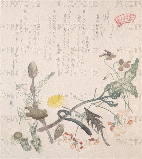 Violets, Primroses and Other Spring Flowers, 19th century. Creator: Kubo Shunman.