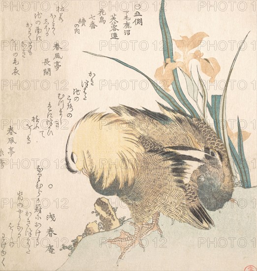 Pair of Mandarin Ducks and Iris Flowers, late 18th-early 19th century. Creator: Kubo Shunman.