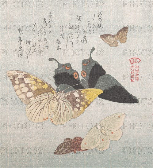 Various moths and butterflies, 19th century. Creator: Kubo Shunman.