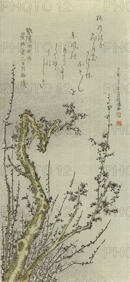 Old Plum Tree, 1796. Creator: Kubo Shunman.