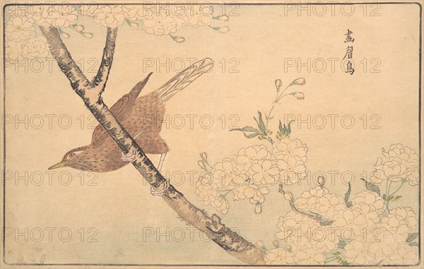 The Gray Thrush, 1789. Creator: Kitao Masayoshi.