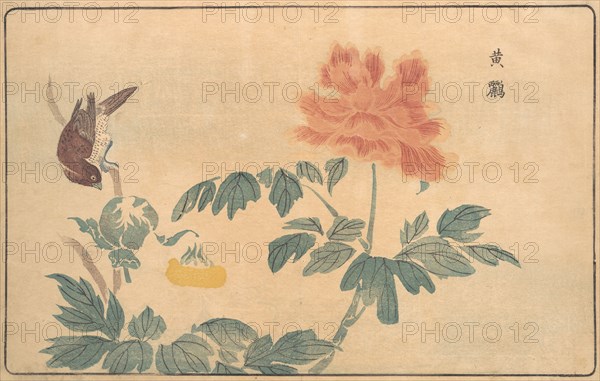 Chinese Oriole and Peonies, 1789. Creator: Kitao Masayoshi.