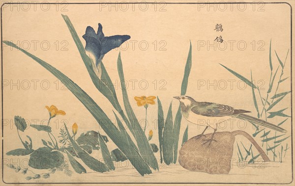 The Pied Wagtail, 1789. Creator: Kitao Masayoshi.