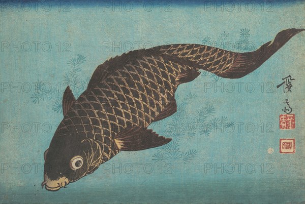 Koi, ca. 1842. Creator: Ikeda Eisen.