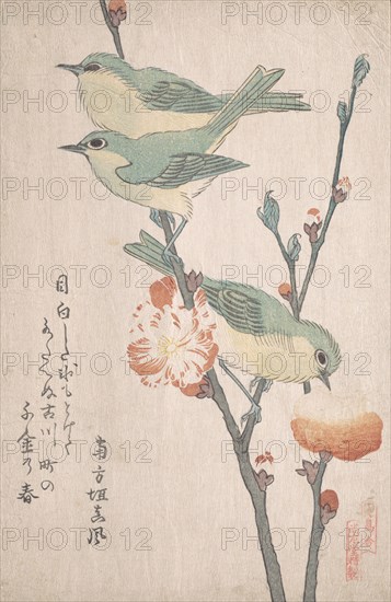 Japanese White-eyes on a Branch of Peach Tree,..., ca. 1805-10. Creator: Kubo Shunman.