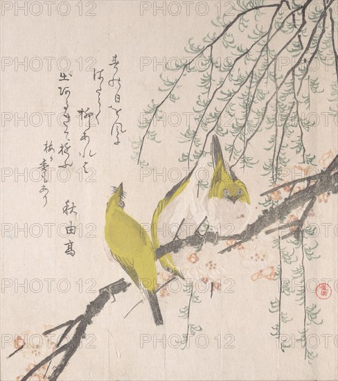 Japanese White-eyes with Plum Tree and Willow..., ca. 1810. Creator: Kubo Shunman.
