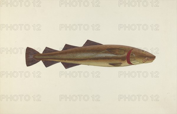 Sacred Cod, 1940. Creator: John W Kelleher.