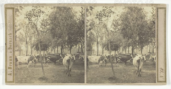 Untitled [cows], 1850/77.  Creator: Adolphe Braun.