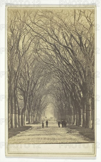 Untitled (avenue of trees), 1840-1900. Creator: Unknown.
