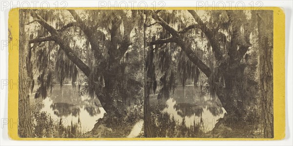 Unititled [Spanish moss on a tree], 1875/99.  Creator: Unknown.