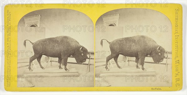 Buffalo, 1873. Creator: C. Seaver, Jr..