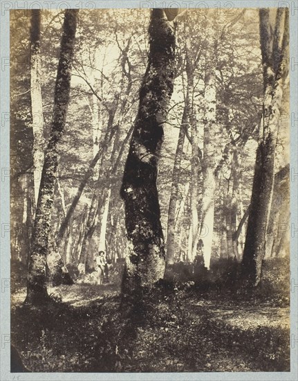 Study in the Barbizon Forest, 1860/69. Creator: Constant Alexandre Famin.