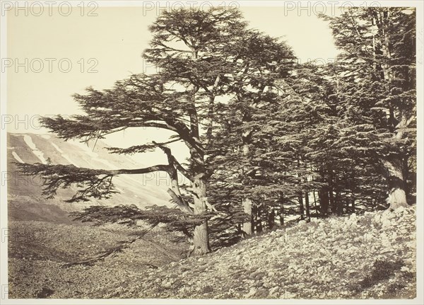 Cedars of Lebanon, c. 1870. Creator: Felix Bonfils.