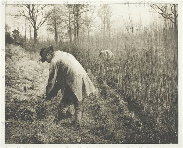 Men cutting rushes, 1892.  Creator: James Leon Williams.