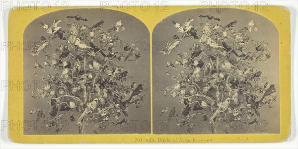 Birds of New England, 1855/75. Creators: Kilburn Brothers, BW Kilburn.