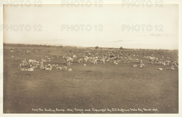 The Lambing Camp, 1894. Creator: Laton Alton Huffman.