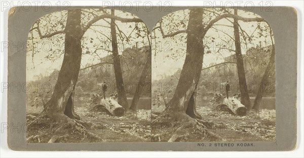Man standing on a fallen tree, late 19th century.  Creator: London Stereoscopic & Photographic Co.