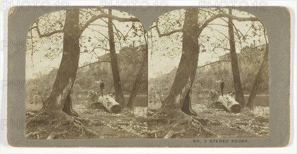 Man standing on a fallen tree, late 19th century. Creator: London Stereoscopic & Photographic Co.