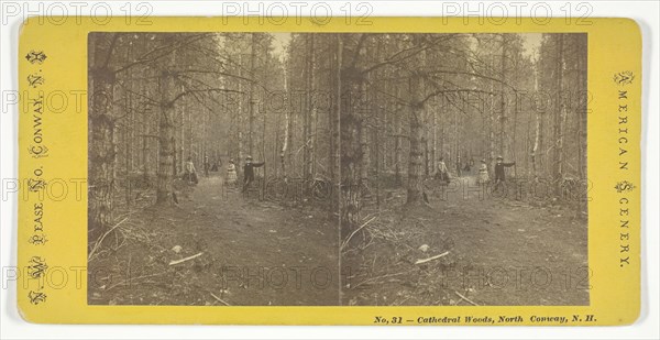 Cathedral Woods, North Conway, N.H., Mid 19th century. Creator: N.W. Pease.