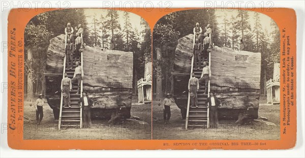 Section of the Original Big Tree - 30 feet diameter, 1868/70. Creator: Lawrence & Houseworth.