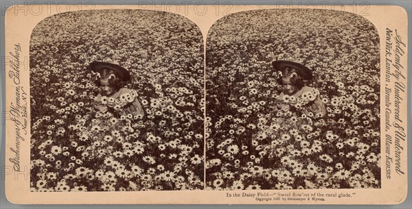 In the Daisy Field - "Sweet flow'ret of the rural glade", 1897. Creator: Underwood & Underwood.