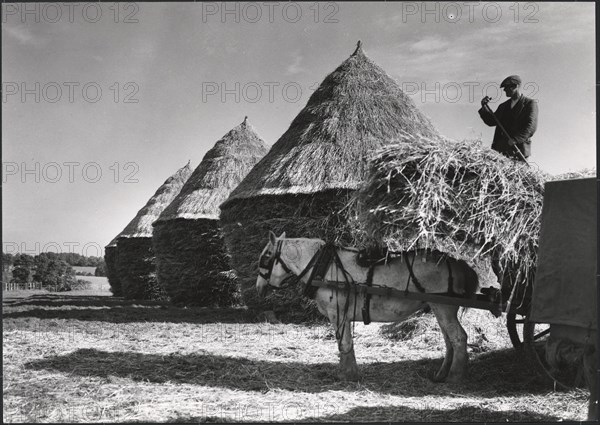 Hayricks, Ashridge Farm, Green End Road, Radnage, Wycombe, Buckinghamshire, 1930s. Creator: J Dixon Scott.