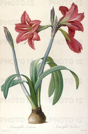 Amaryllis brasiliensis (Brazilian Amaryllis). Creator: Redouté, Pierre-Joseph (1759-1840).