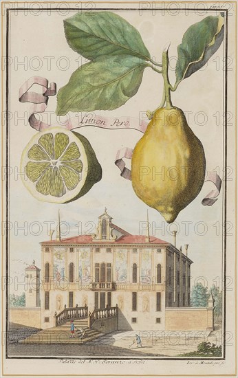 Limon Pero. Creator: Montalegre, Joseph de (active 1696-1729).