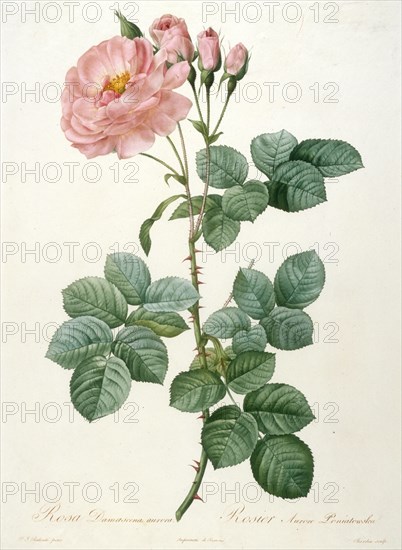 Rosa Damascena aurora, Rosier Aurore Poniatowska (From La Couronne de roses), 1817-1824. Creator: Redouté, Pierre-Joseph (1759-1840).