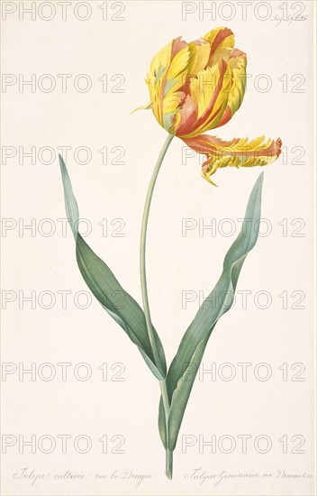 Tulipa Gesneriana var. Dracontia (Parrot Tulip) , 1816. Creator: Redouté, Pierre-Joseph (1759-1840).