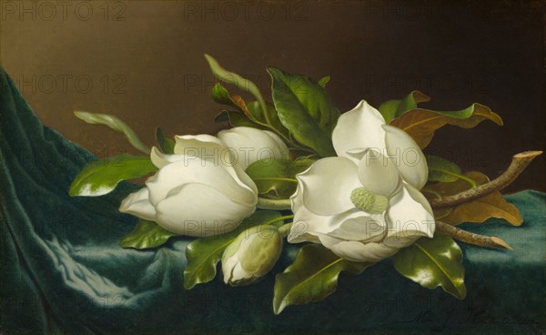 Magnolias on Light Blue Velvet Cloth, 1885/95. Creator: Martin Johnson Heade.