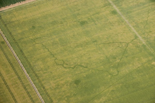 World War Two practice trench crop mark, near Birchington, Kent, 2015.
