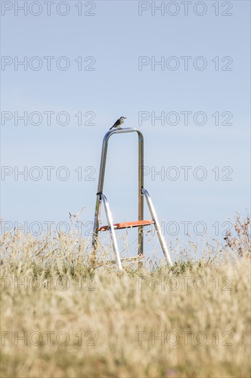 Songbird perched on a stepladder, St Cuthbert's Isle, Holy Island, Northumberland, 2018. Creator: Alun Bull.