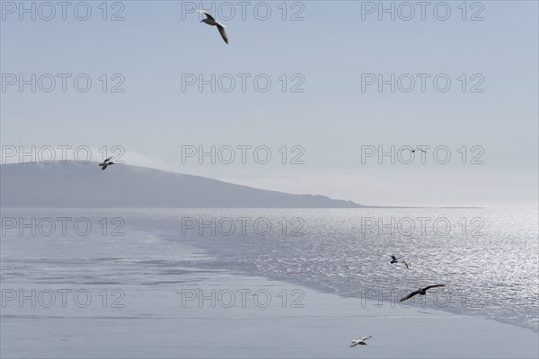Brean Down, Somerset, 2018. General view looking south across a misty Weston Bay towards the headland, with gulls flying in the foreground.