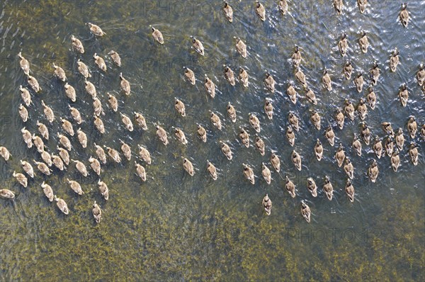 Ducks on a pond, Allerton Park, Allerton Mauleverer, North Yorkshire, 2019. Creator: Alun Bull.