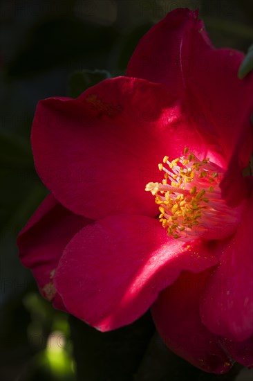Camelia flower in the gardens of Shute House, Donhead St Mary, Wiltshire, 2019. Creator: James O Davies.