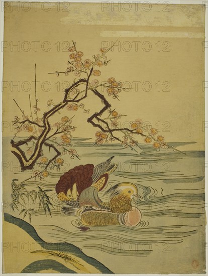 Mandarin Ducks Swimming under Plum Branch, c. 1764/75. Creator: Isoda Koryusai.