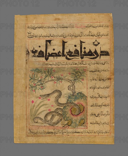 Viper in a Rocky Garden from Manafi' al-Hayawan (On the Usefulness of Animals) of Ibn..., c1300. Creator: Unknown.