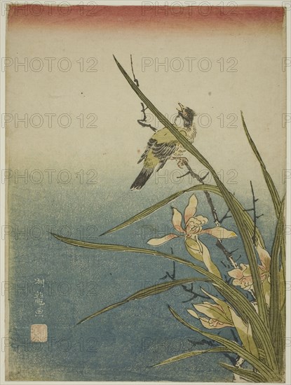 Orchid and Bird, c. 1770. Creator: Isoda Koryusai.