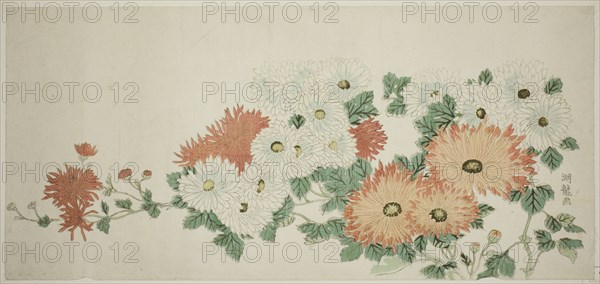 Chrysanthemums, c. 1780. Creator: Isoda Koryusai.